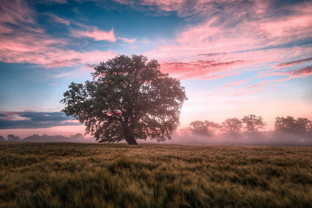 5 Companies to Support Earth Every Day